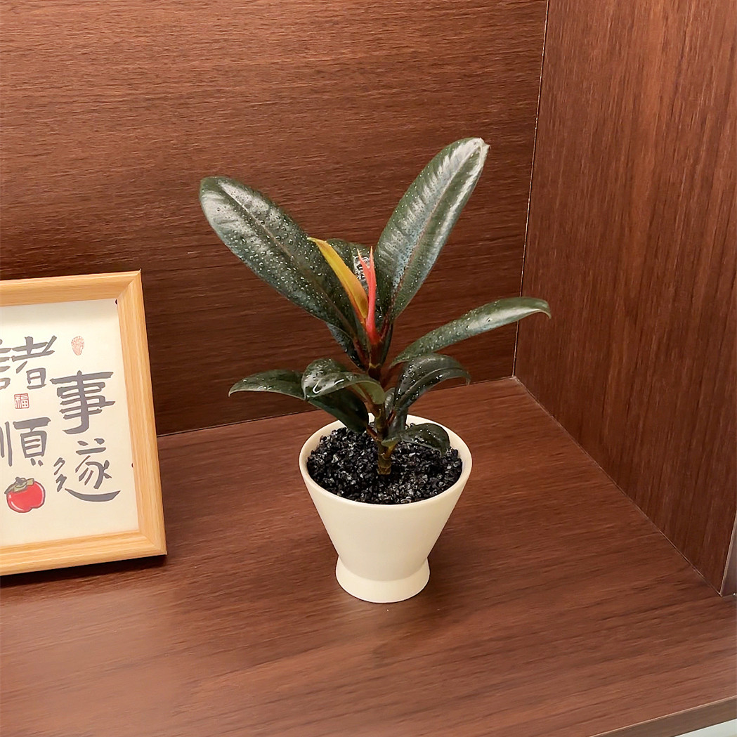 黑金刚橡皮树盆栽家庭室内客厅四季长青花卉净化空气绿色观叶植物