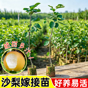 嫁接沙梨树苗庭院盆栽秋月梨果树苗山岭地栽南北方种植丰水梨果苗