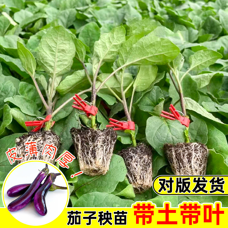 紫茄子苗黑长茄苗蔬菜种籽线茄孑圆茄辣椒黄瓜番茄西瓜幼秧苗种苗