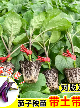 紫茄子苗黑长茄苗蔬菜种籽线茄孑圆茄辣椒黄瓜番茄西瓜幼秧苗种苗