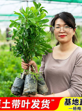正宗仙居东魁杨梅树苗嫁接大果早熟黑炭杨梅树苗盆栽特大果树果苗
