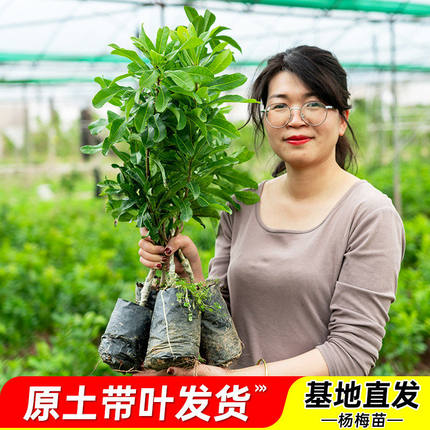 正宗仙居东魁杨梅树苗嫁接大果早熟黑炭杨梅树苗盆栽特大果树果苗