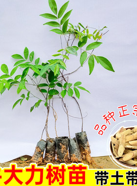 中叶牛大力树苗带土带叶结薯快