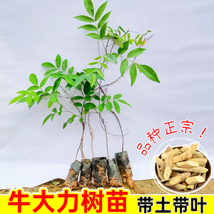 正宗中叶牛大力树苗细叶优质种植牛大力苗改良结薯快带土带叶高产