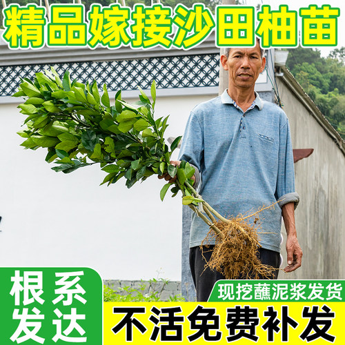 正宗柚子苗白肉蜜柚嫁接柚子树苗红心蜜柚裸根苗现挖现发根系发达