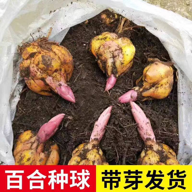香水百合花盆栽带花苞精品种球带芽耐寒绿植阳台室内四季开花植物
