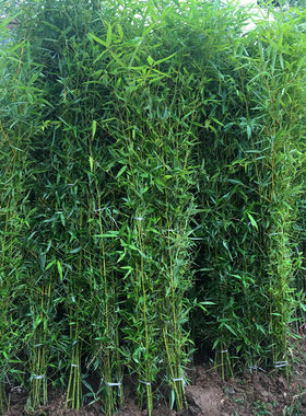 竹子苗庭院绿化植物金镶玉竹紫
