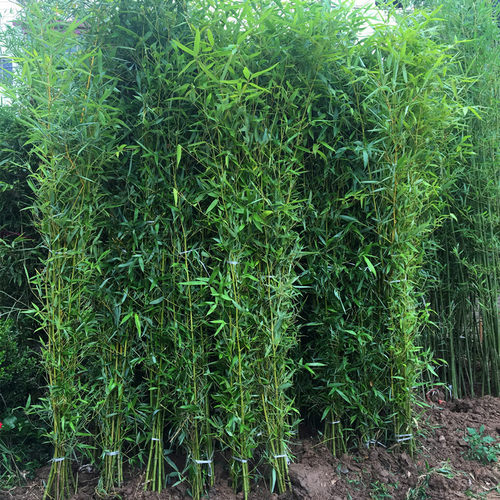 竹子苗庭院绿化植物金镶玉竹紫