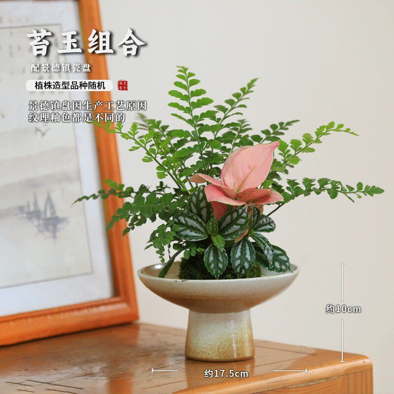 水培苔藓球植物室内好养小绿植
