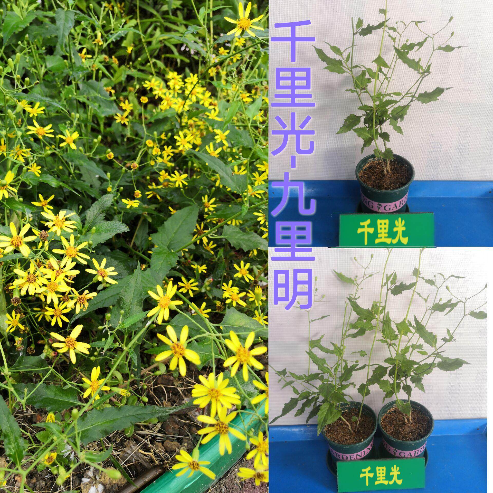 正宗千里光中草药苗带土发货