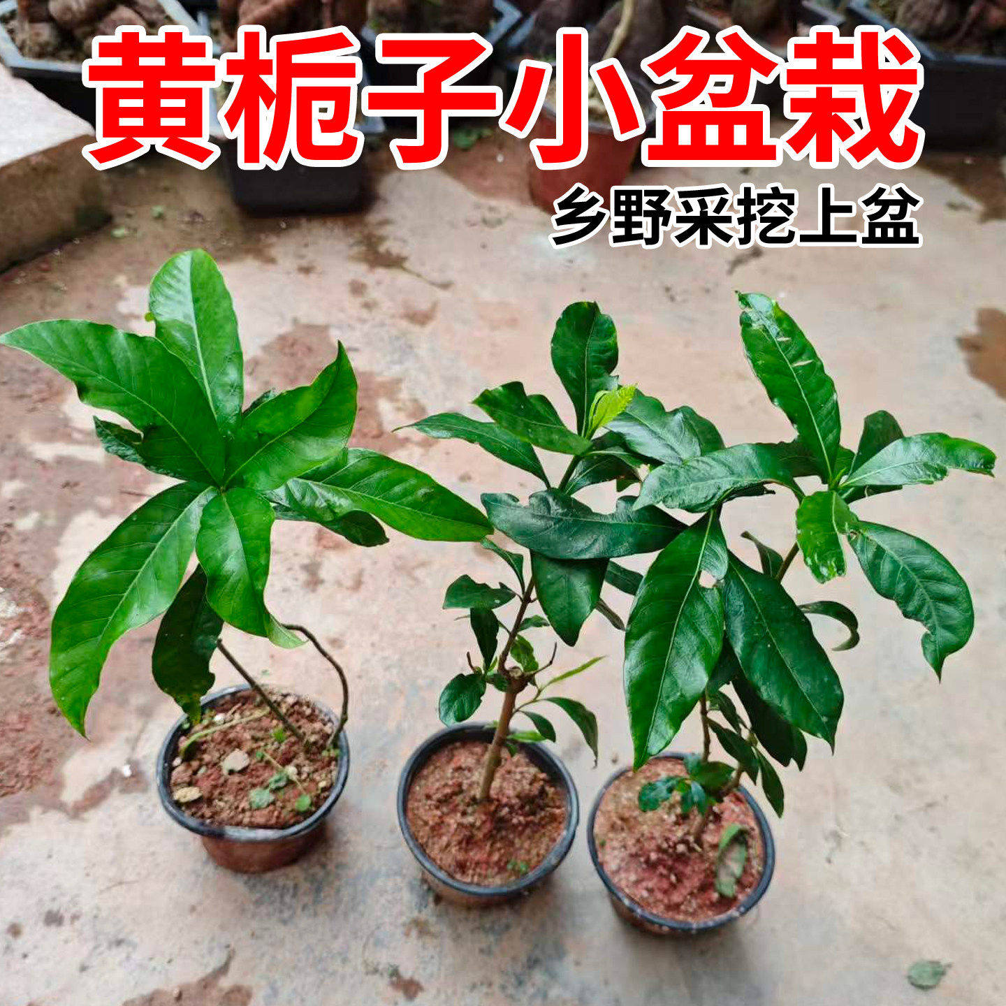 黄栀子苗中草药高产易种开白花叶绿化结果山栀子花苗庭院花可食用
