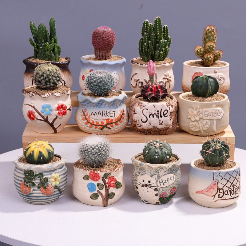 仙人球室内小盆栽精品仙人掌多肉植物十二卷办公室桌面绿植