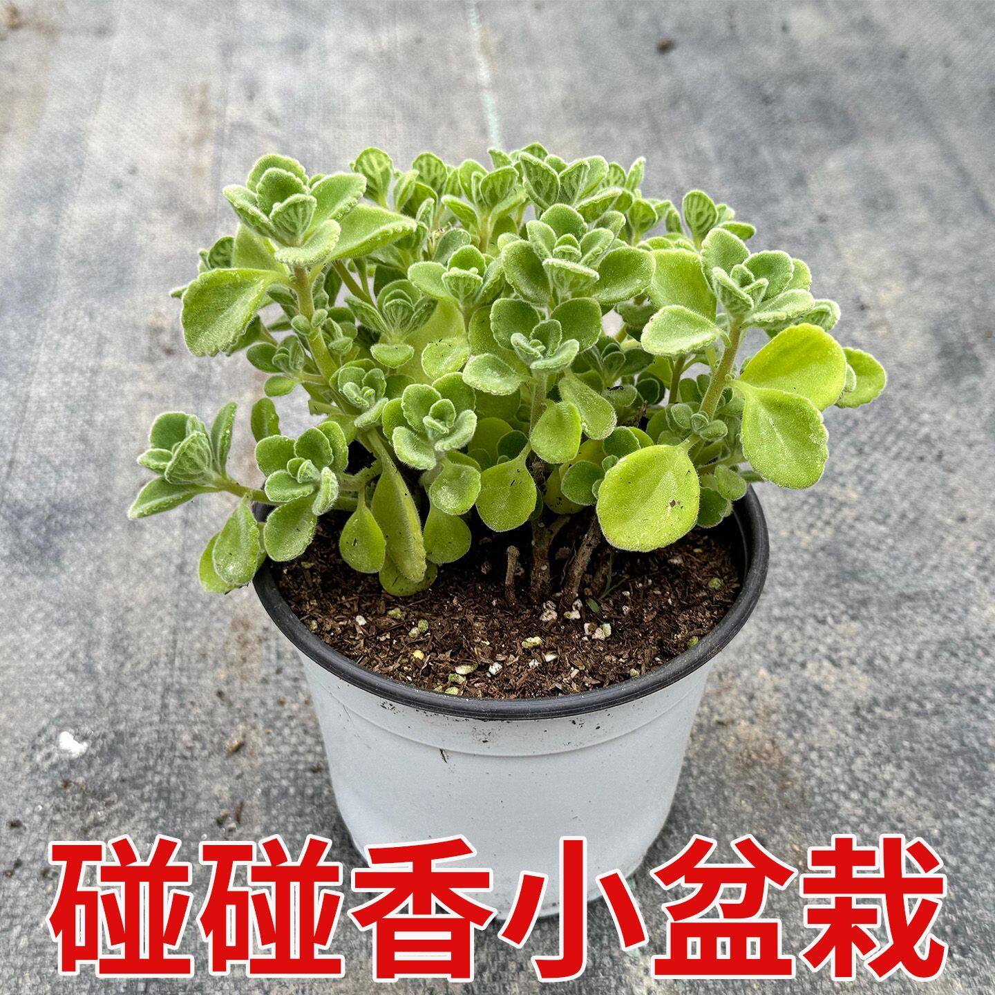 碰碰香桌面盆栽净化空气中草药室内驱蚊虫绿植一抹香四季草药盆栽