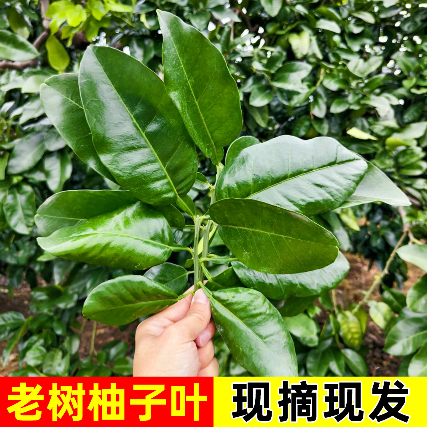 农家当季新鲜柚子叶碌柚柚子叶晦气去洗澡套餐青团专用树叶子清明
