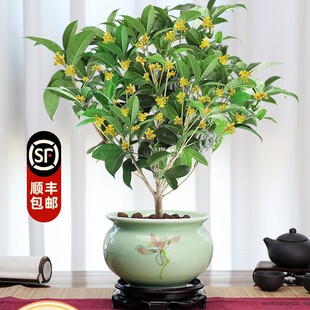 桂花树苗盆栽四季开花植物室内外花卉浓香好养阳台小绿植盆景月桂