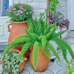 狐尾天门冬盆栽大小苗孤尾狐狸尾巴绿植蕨类植物九尾室外四季常青