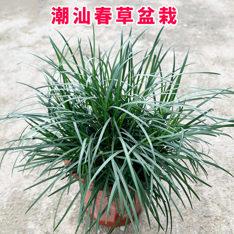 正宗小叶春草绿植盆栽四季观赏植物室内造景潮汕春草绿植盆栽地栽