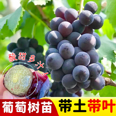 巨峰葡萄苗营养杯苗包成活