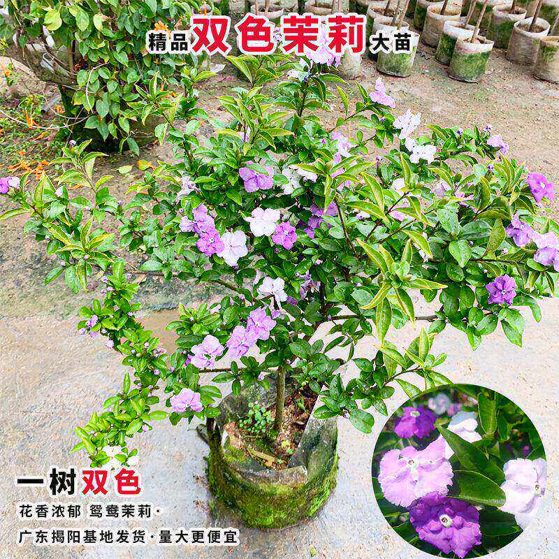 双色茉莉盆栽苗双色花苗鸳鸯茉莉花苗阳台室内外盆栽芳香花卉包邮