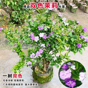 双色茉莉盆栽苗双色花苗鸳鸯茉莉花苗阳台室内外盆栽芳香花卉包邮