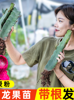 广西火龙果树果苗红心金都一号高产果大当年挂果阳台盆栽红肉纯甜