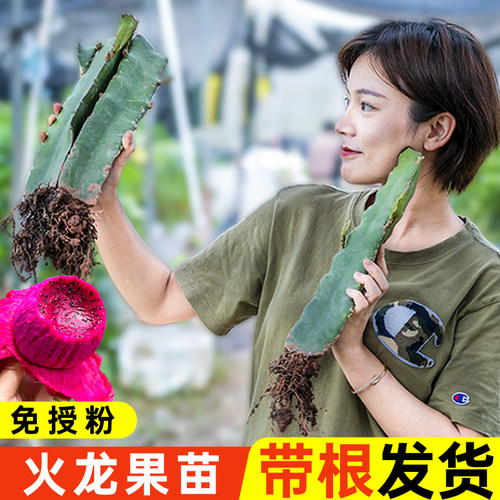 广西火龙果树苗红心高产大阳台
