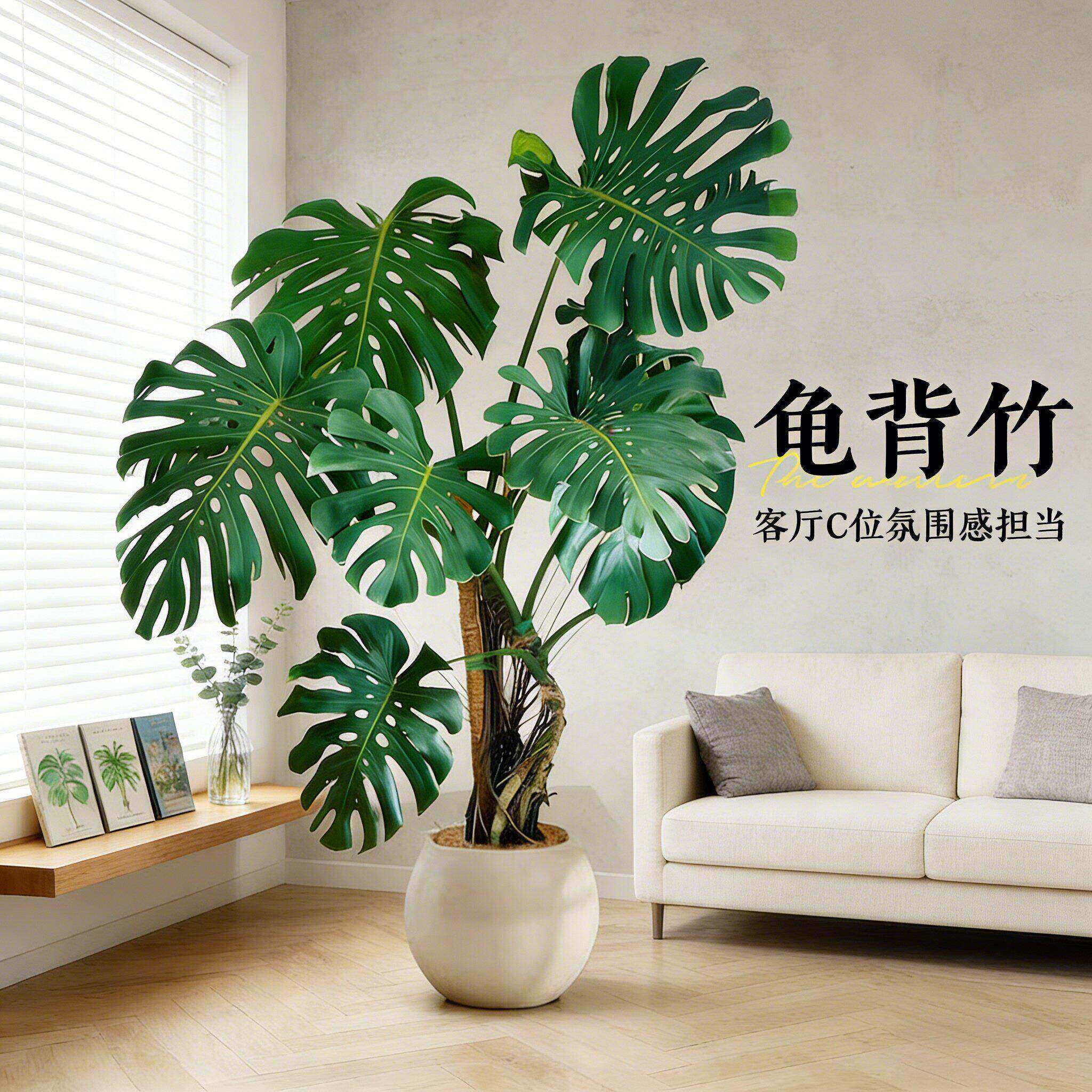 龟背竹客厅大型盆栽老桩绿植物大叶仙洞土培办公室内落地好养四季