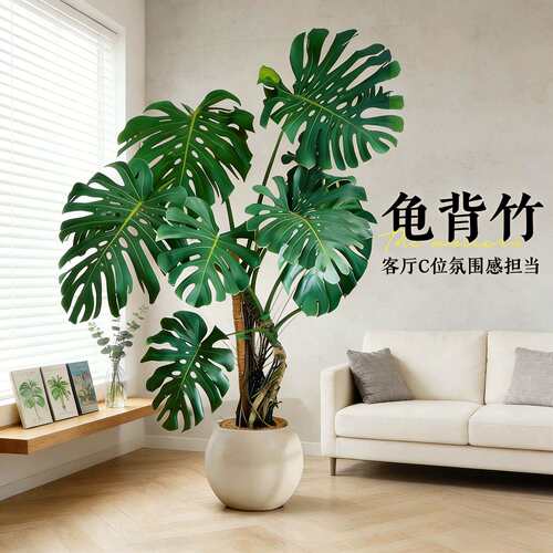 龟背竹客厅大型盆栽老桩绿植物大叶仙洞土培办公室内落地好养四季