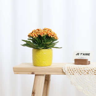 洛桑长寿花盆栽黄色窗花图纹盆偏冷地区禁发