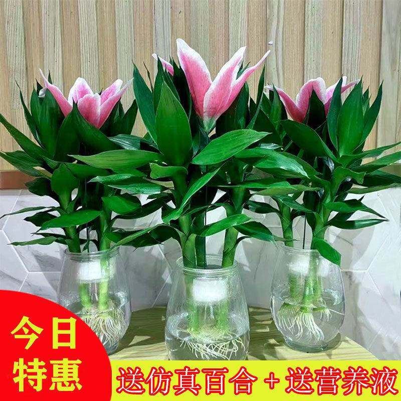 竹水培富贵竹绿植盆栽净化空气