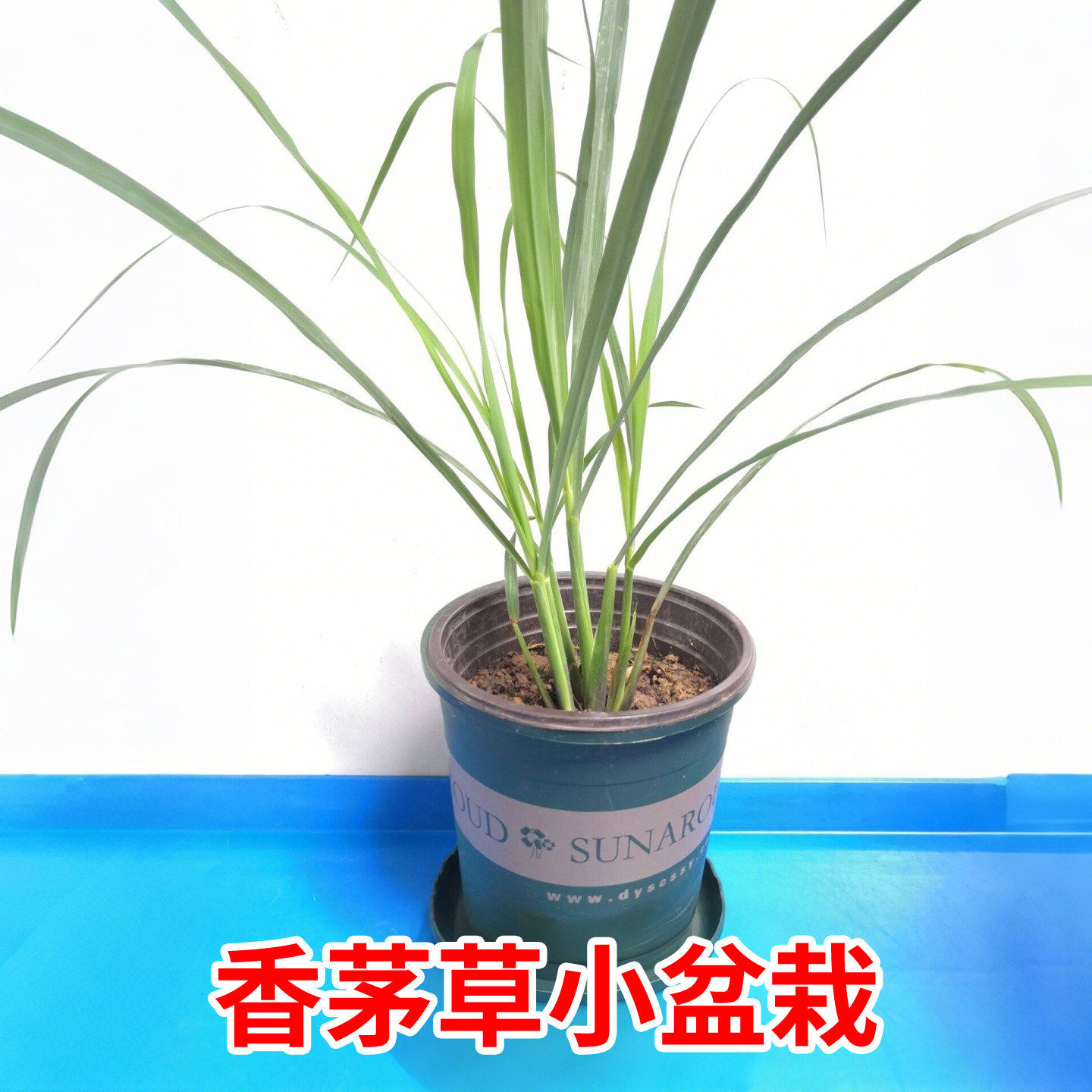 香茅草苗盆栽新鲜柠檬草种苗可食用泰国冬阴功柠檬草庭院阳台种植