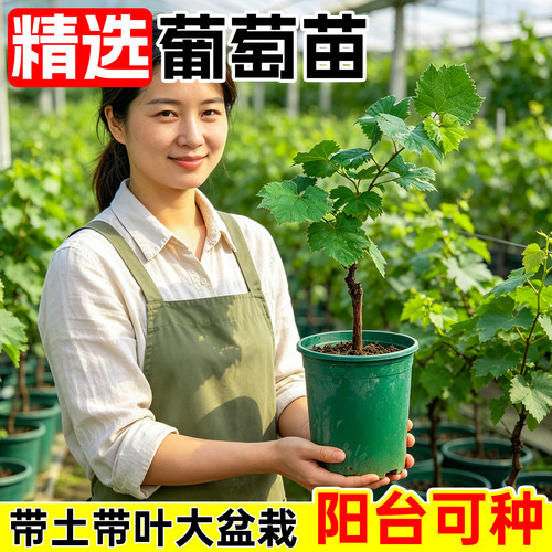 阳光玫瑰葡萄树苗嫁接高产巨峰葡萄盆栽南方种植无籽提子爬藤树苗