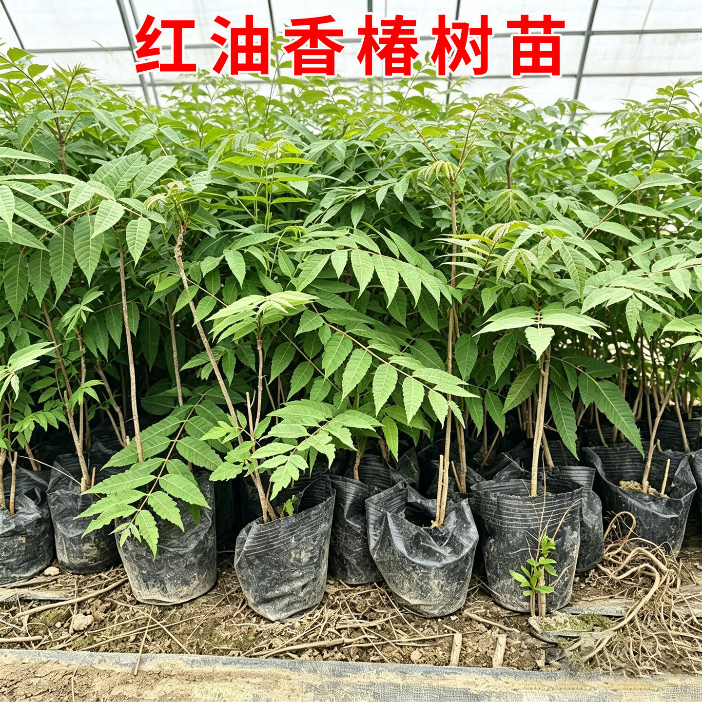 正宗红油香椿苗地栽食用矮化红椿树苗北方种植盆栽新鲜香椿芽种苗
