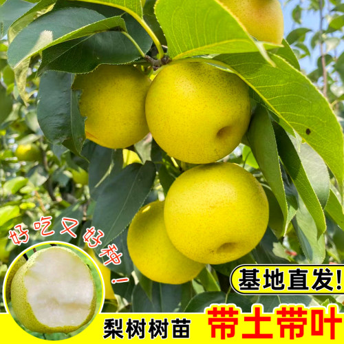 梨树树苗带土带叶包成活