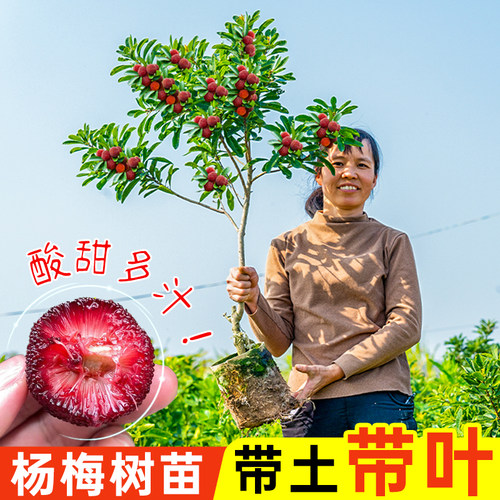 杨梅树树苗黑炭特大嫁接当年结果