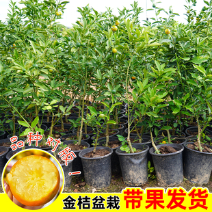 现挖脆皮金桔树苗正宗嫁接脆蜜金桔树苗南北方四季阳台种植金橘苗