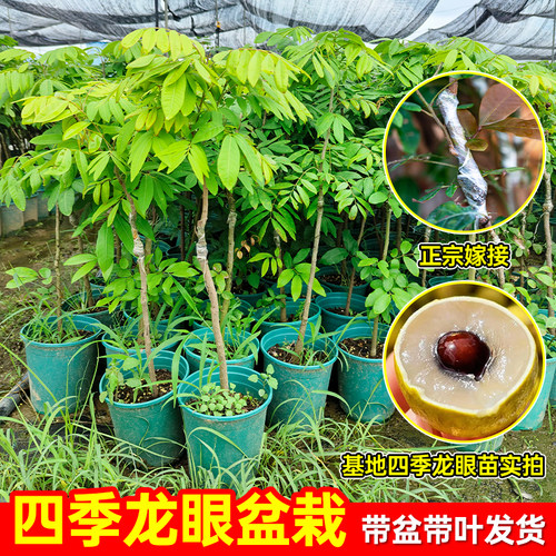 四季种植龙眼树苗当年结果
