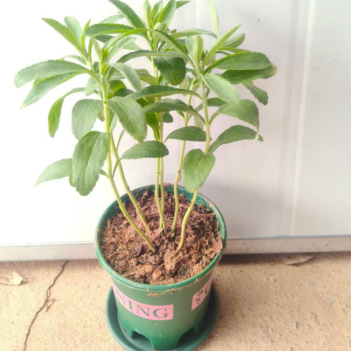 中草药苗甜叶菊甜叶苗