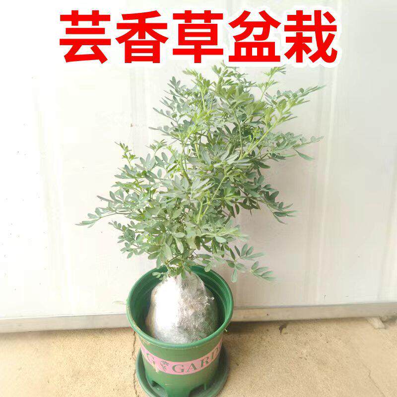 中草药芸香草苗盆栽臭草苗贼仔草驱蚊可食用好养植物香茅筋骨草苗