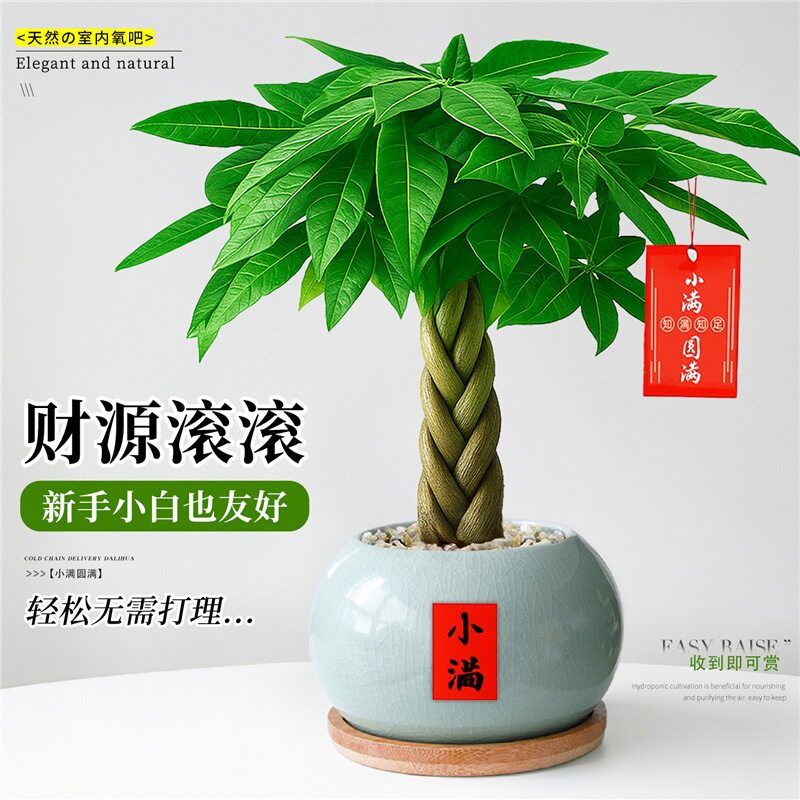 辫子发财树小盆栽绿植室内植物客厅办公室桌面盆景中式禅意树摆件