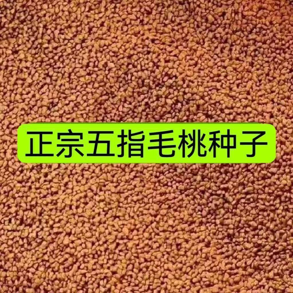 广西优质五指毛桃种子庭院阳台盆栽南方北方四季可播种中药材树苗