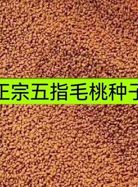 广西优质五指毛桃种子