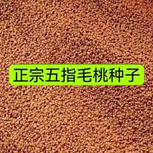 广西优质五指毛桃种子