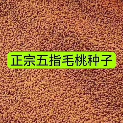 广西优质五指毛桃种子庭院阳台盆栽南方北方四季可播种中药材树苗
