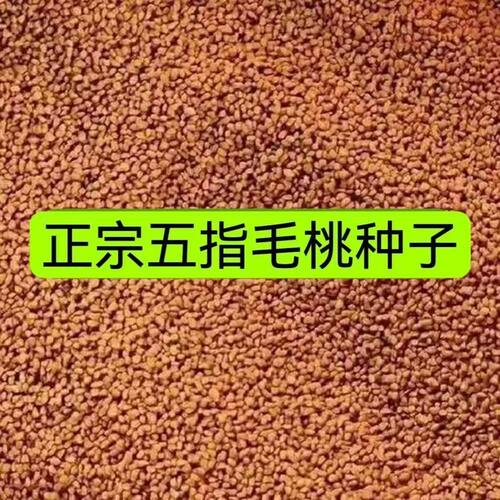 广西优质五指毛桃种子