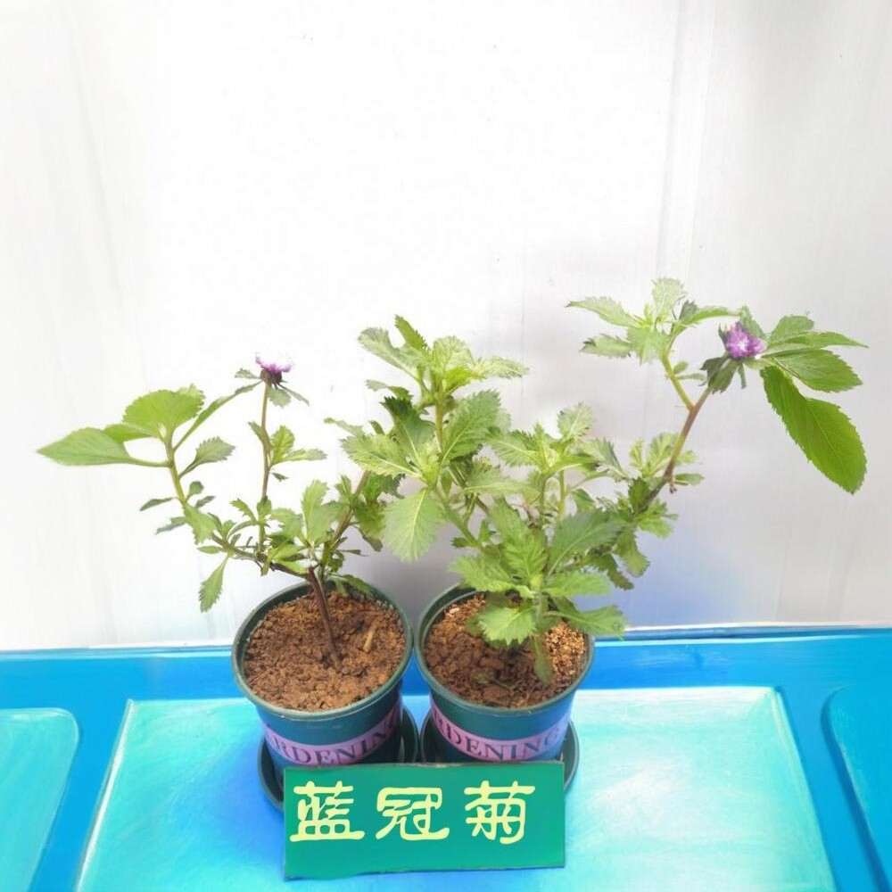 蓝冠菊苗盆栽可食用药材