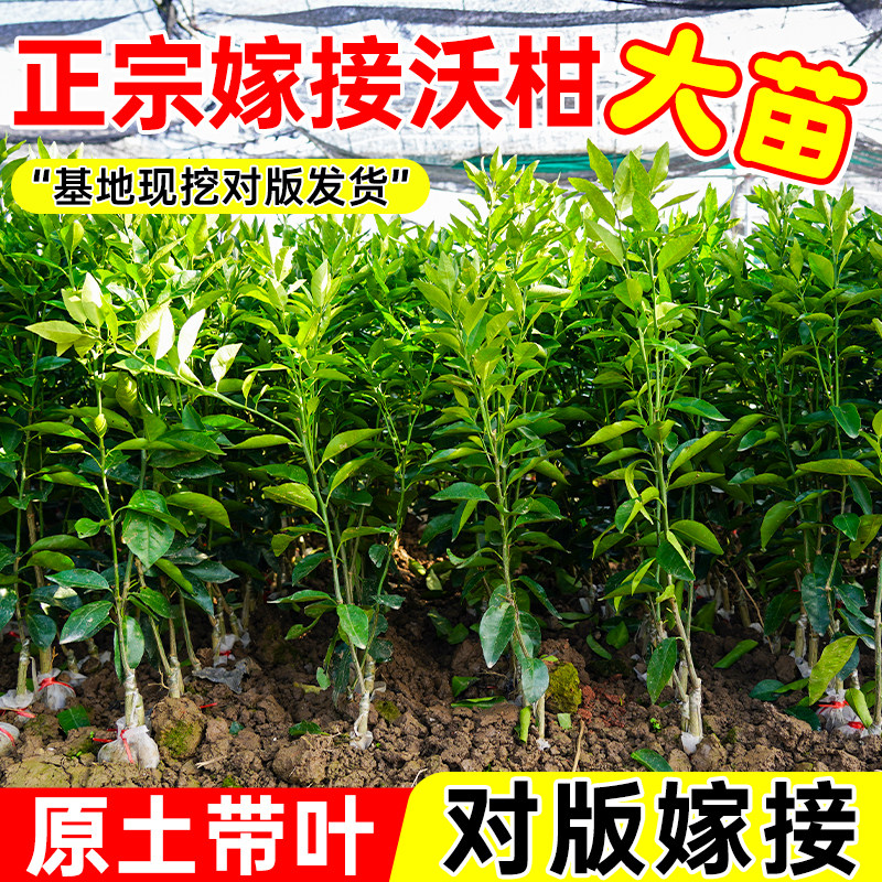 嫁接091无核沃柑树苗橘子柑橘苗南北方种植高产沃柑果苗当年结果