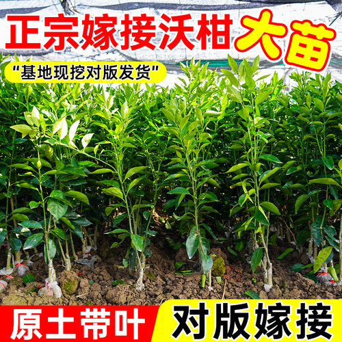 嫁接091无核沃柑树苗橘子柑橘苗南北方种植高产沃柑果苗当年结果