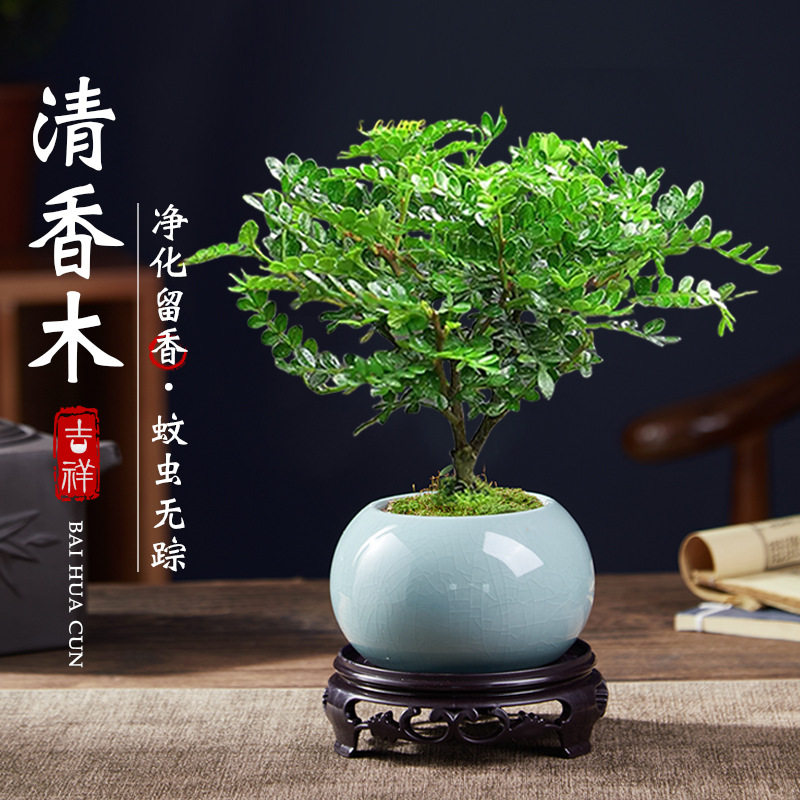 清香胡椒木盆栽驱蚊草植物室内