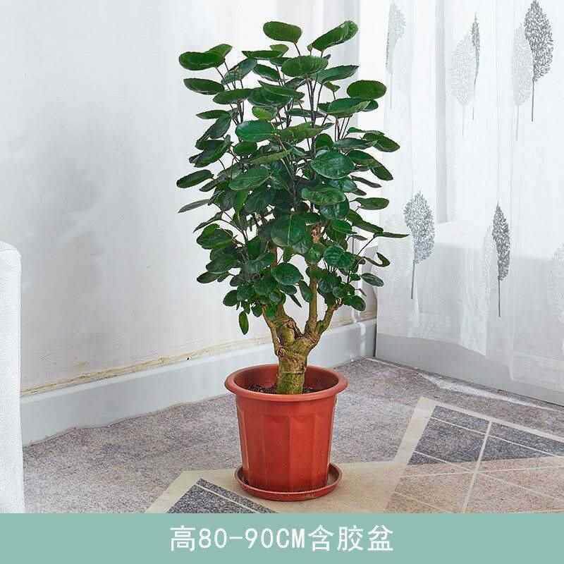 福禄桐圆叶金钱树大型室内绿植